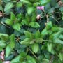 Rhododendron jakushimanum